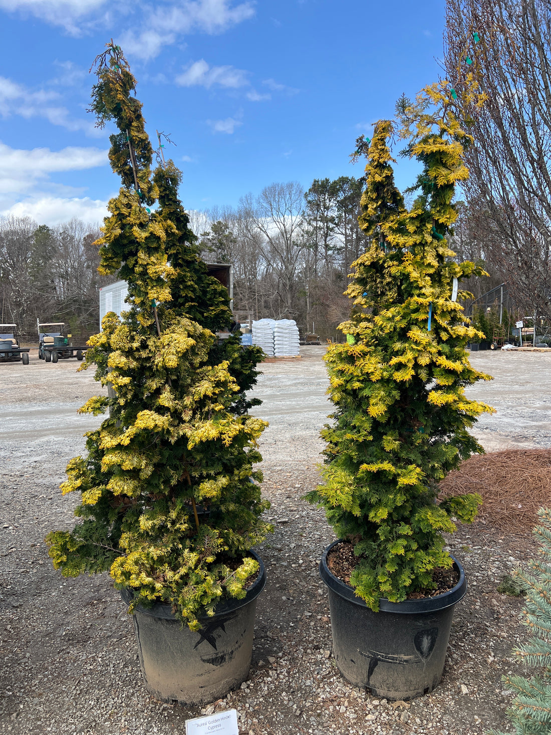 Aurea Hinoki Cypress