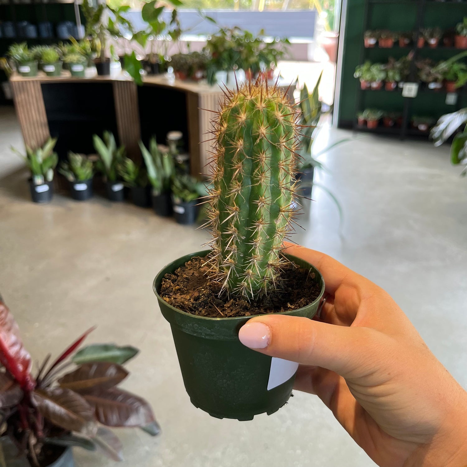 Cactus