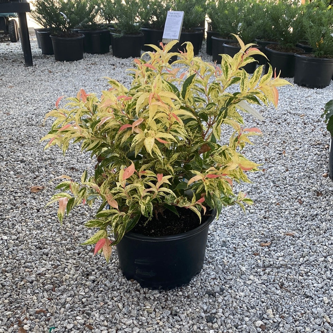 Rainbow Leucothoe 3 Gal