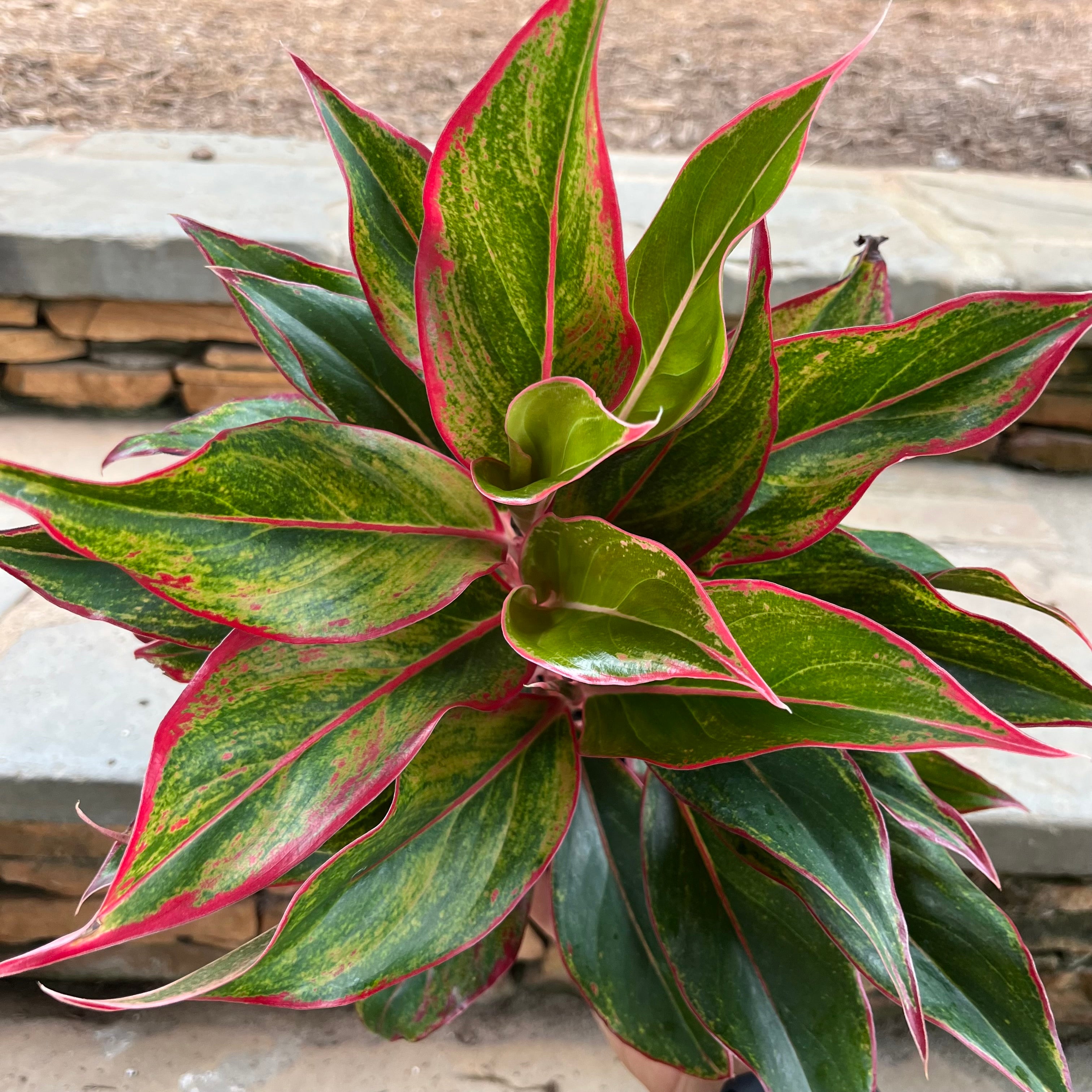 Red Siam Aglaonema