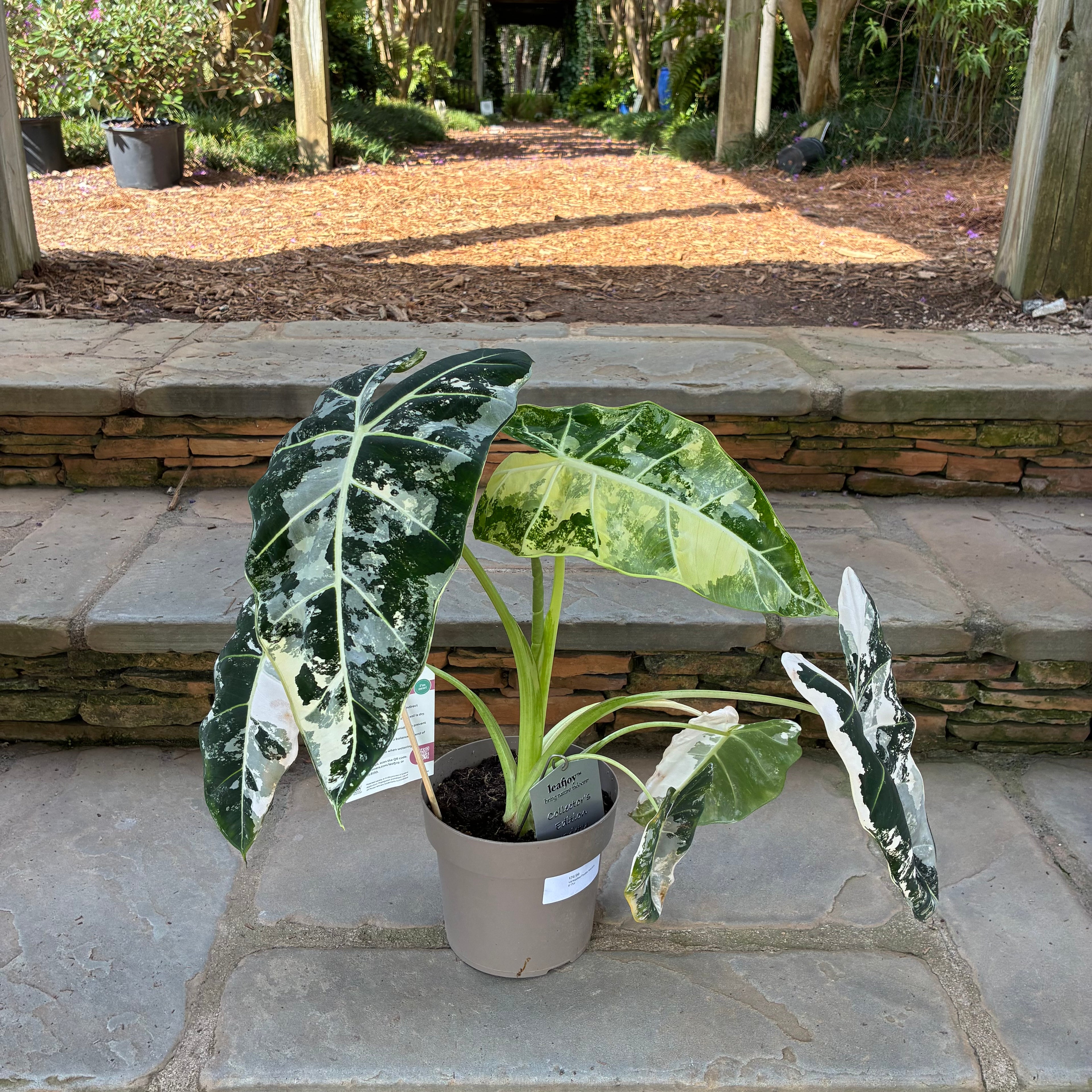 Variegated Frydek Alocasia
