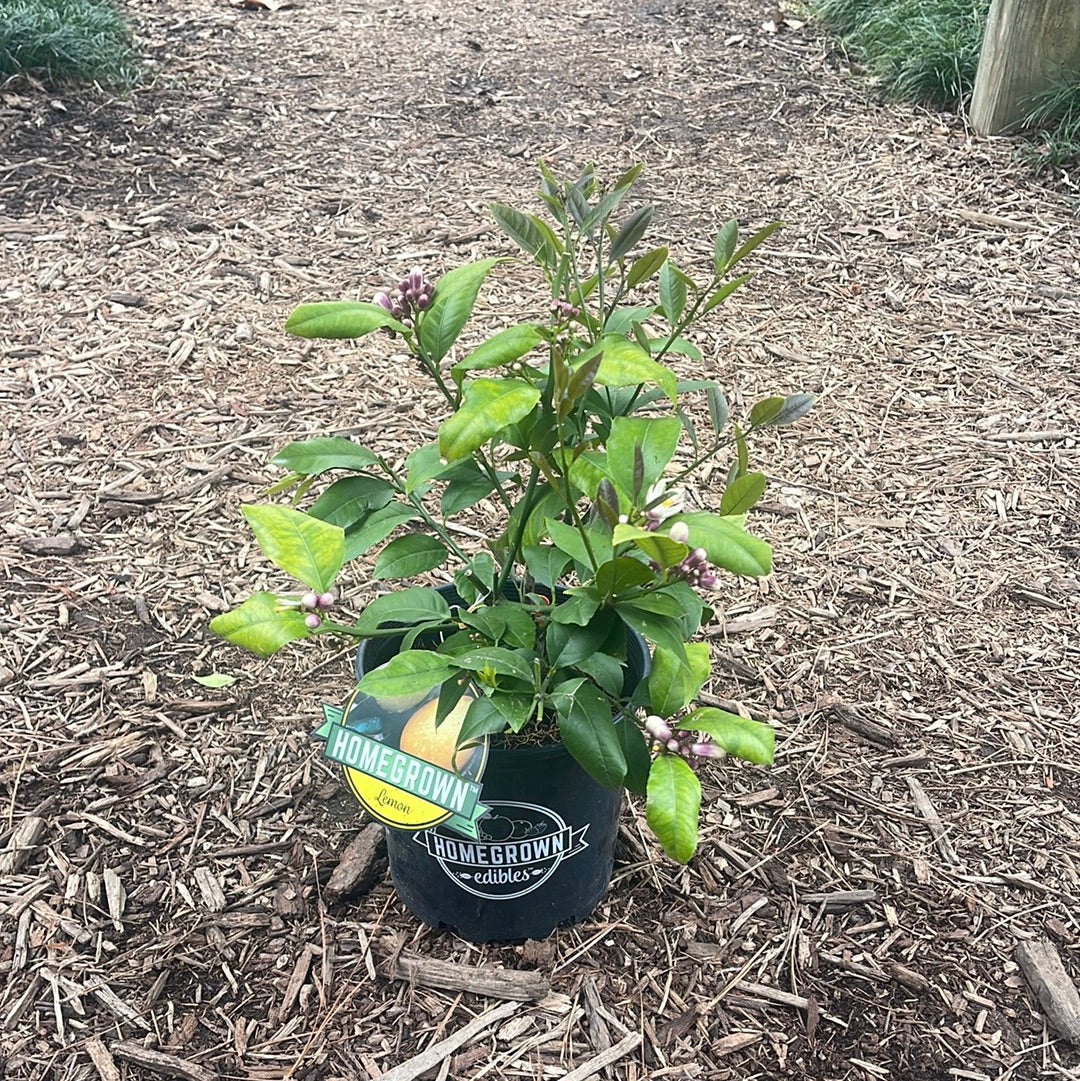 Meyer Lemon
