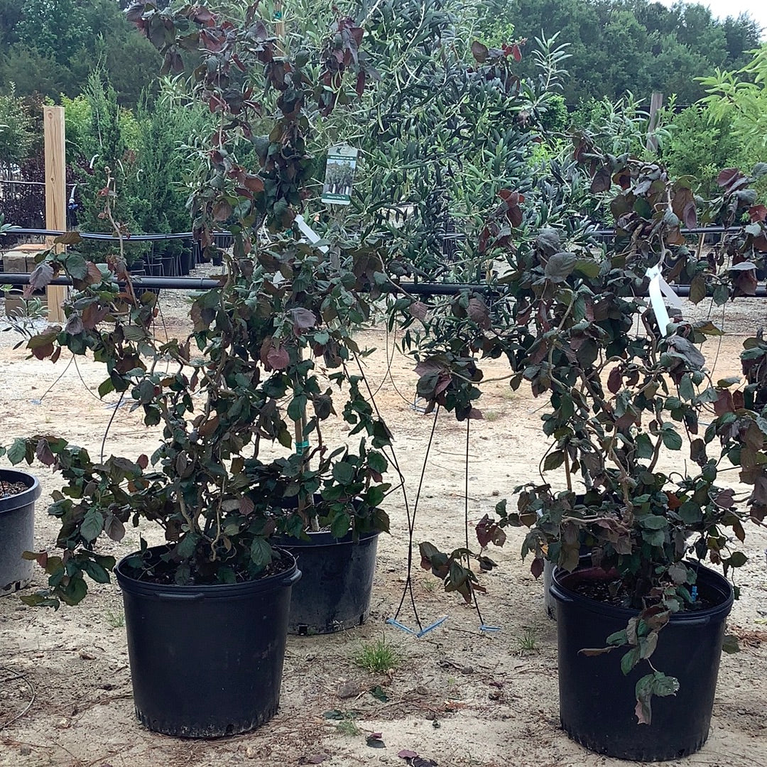 Red Dragon Contorted Filbert