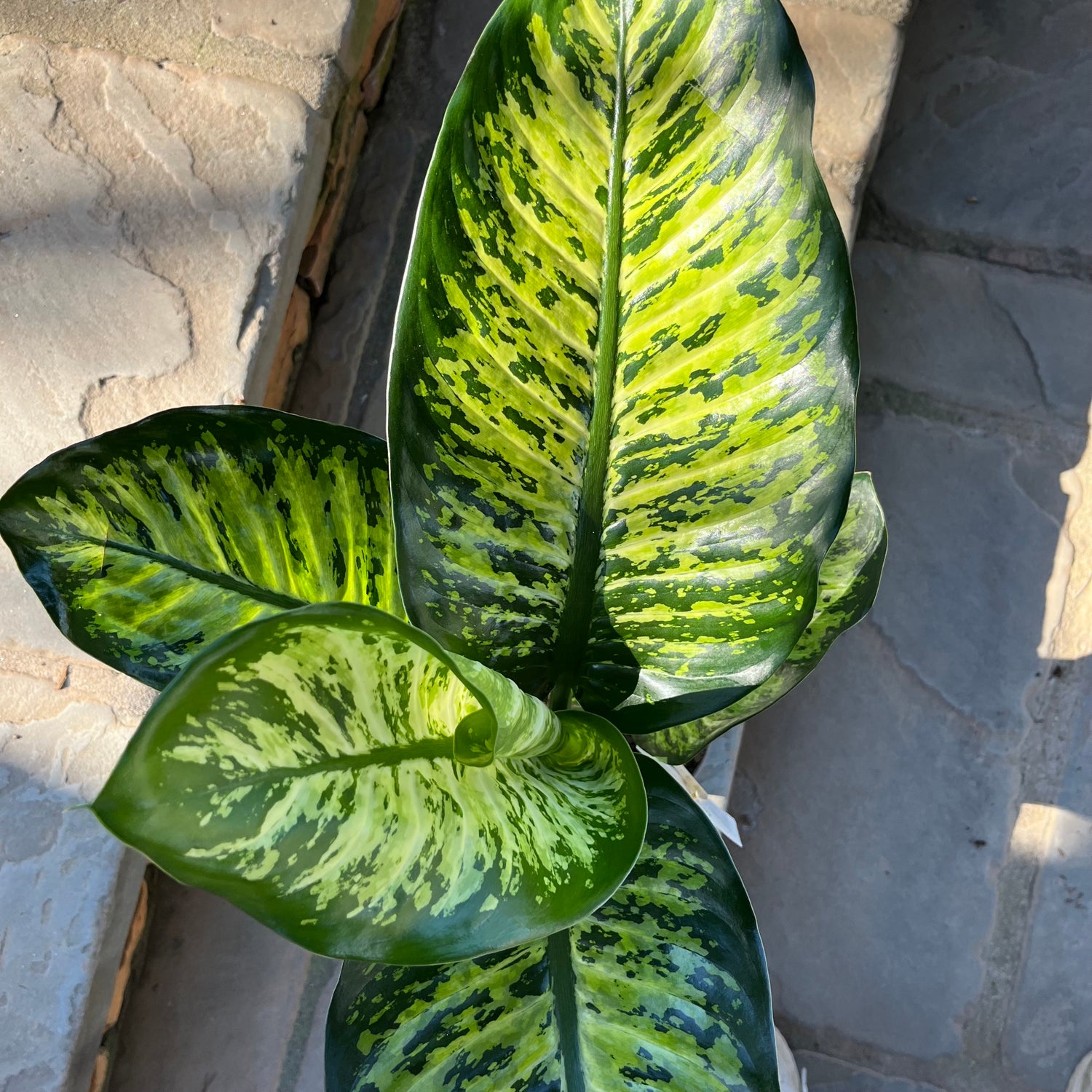dieffenbachia tiger Tasmanian Tiger Dieffenbachia – Lichtenfelt's