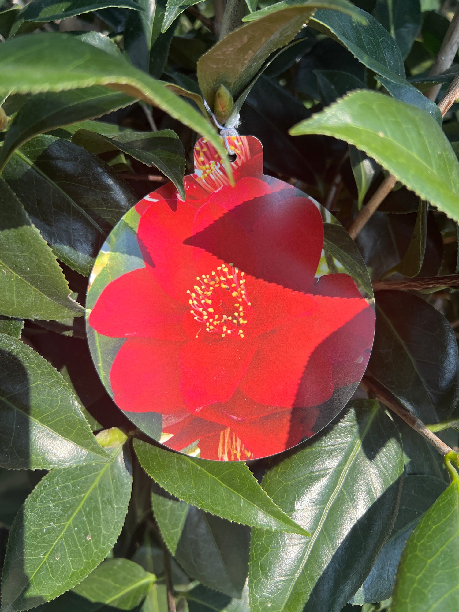 Royal Velvet Camellia