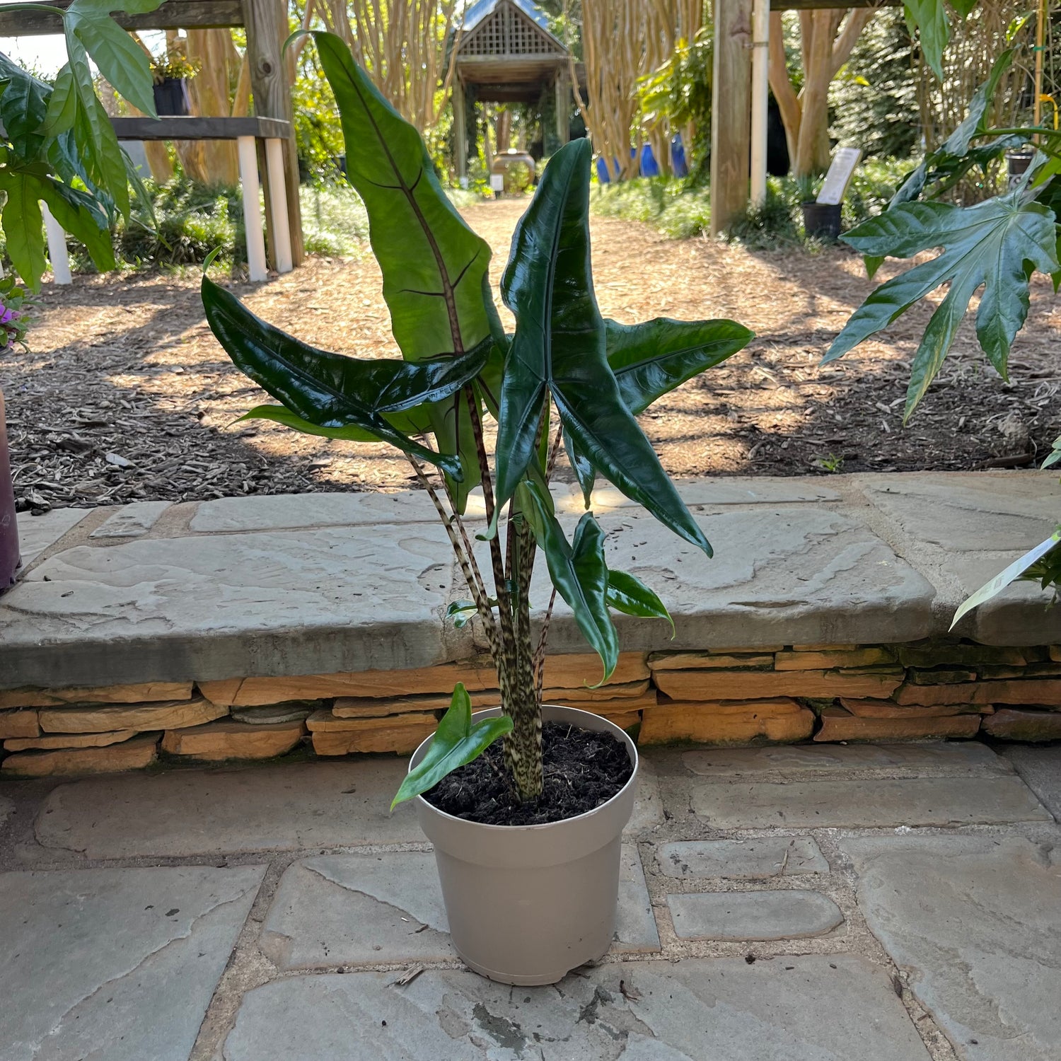 Jungle Cat Alocasia