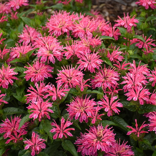 Bee Balm
