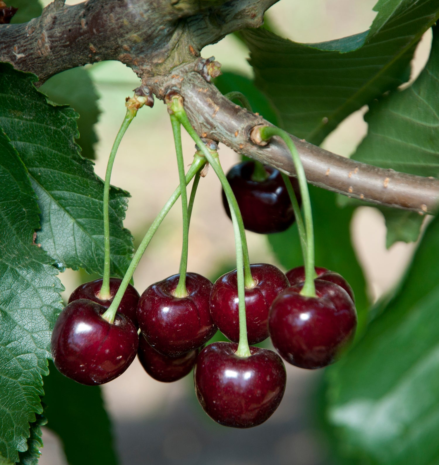 Black Tartarian Cherry