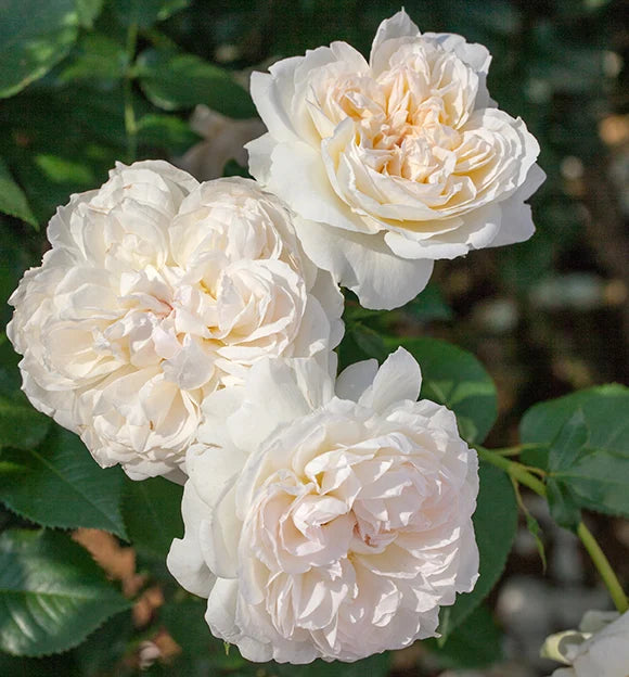 Bolero Rose