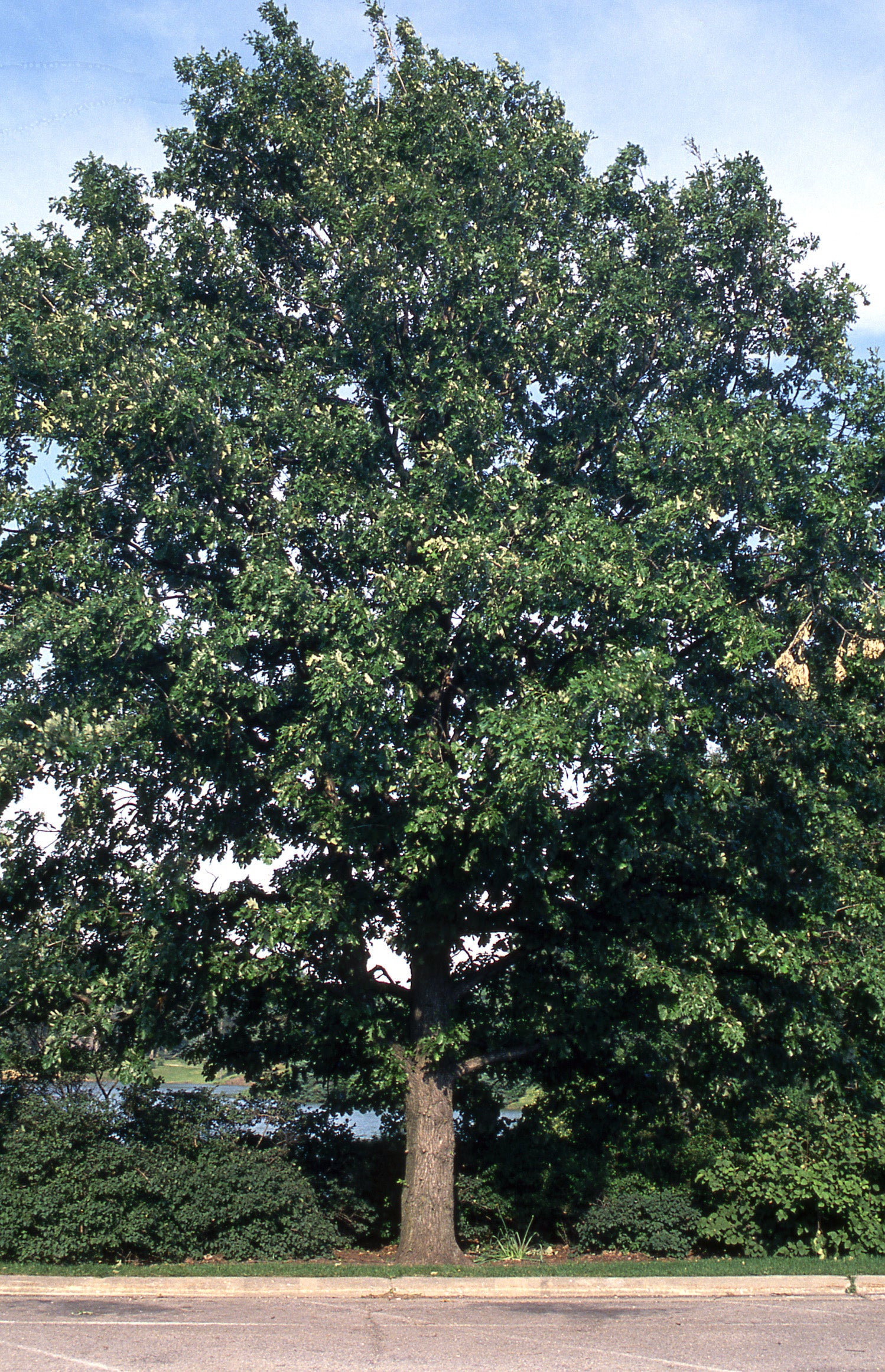 Bur Oak