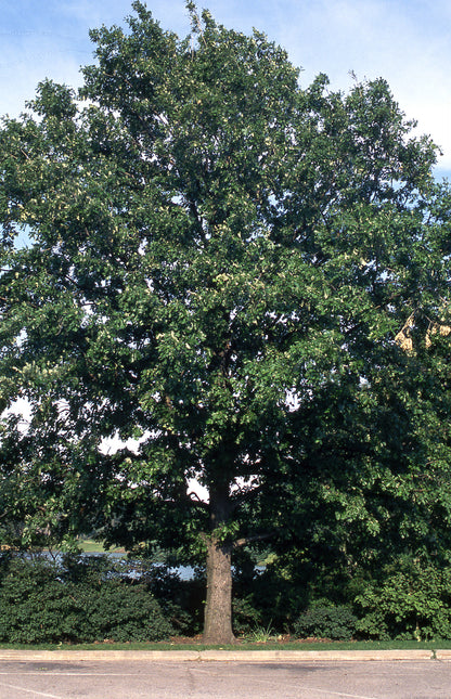 Bur Oak