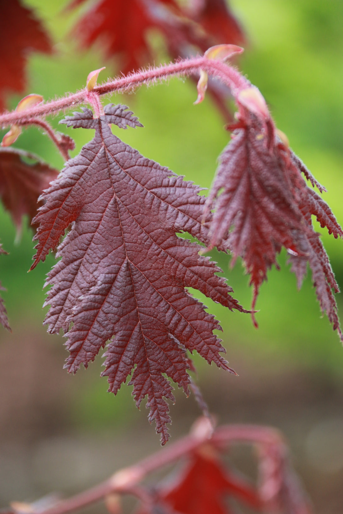 Burgundy Lace Filbert