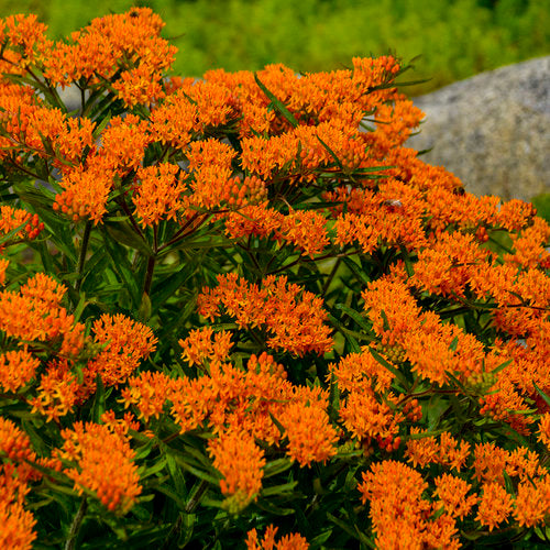 Butterfly Weed
