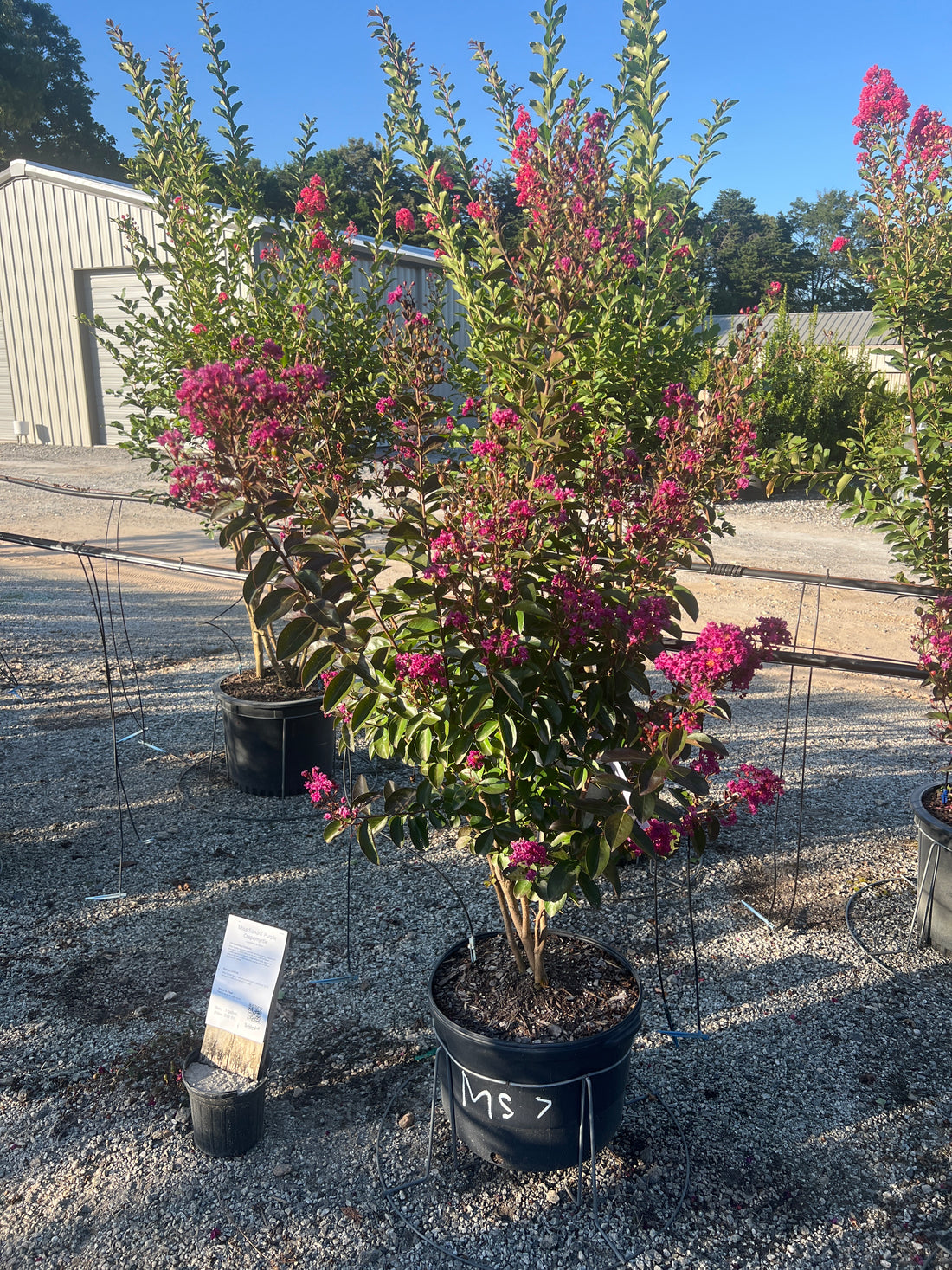 Miss Sandra Crapemyrtle