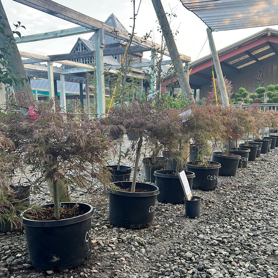 Crimson Queen Japanese Maple