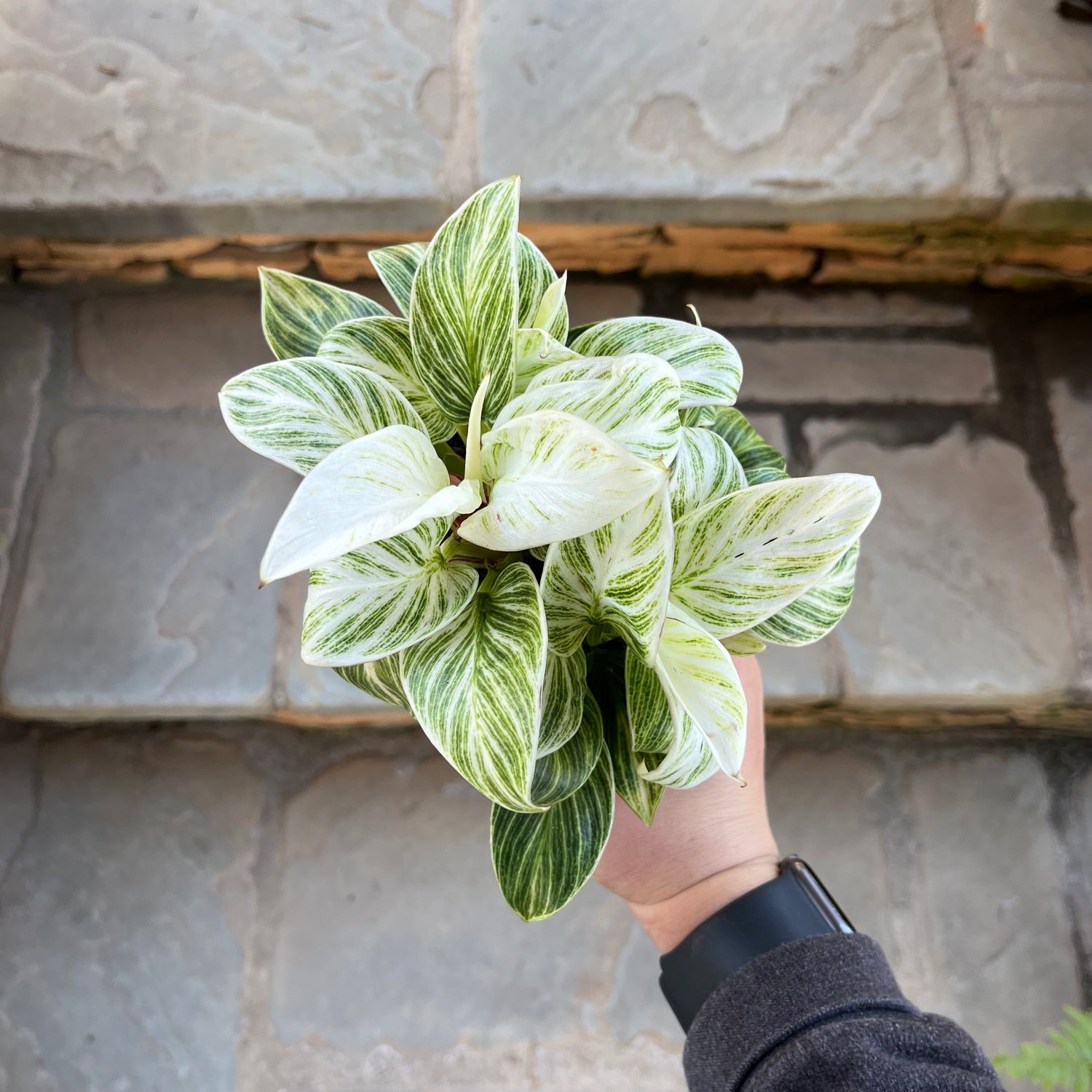 Philodendron Birkin (High Variegation)