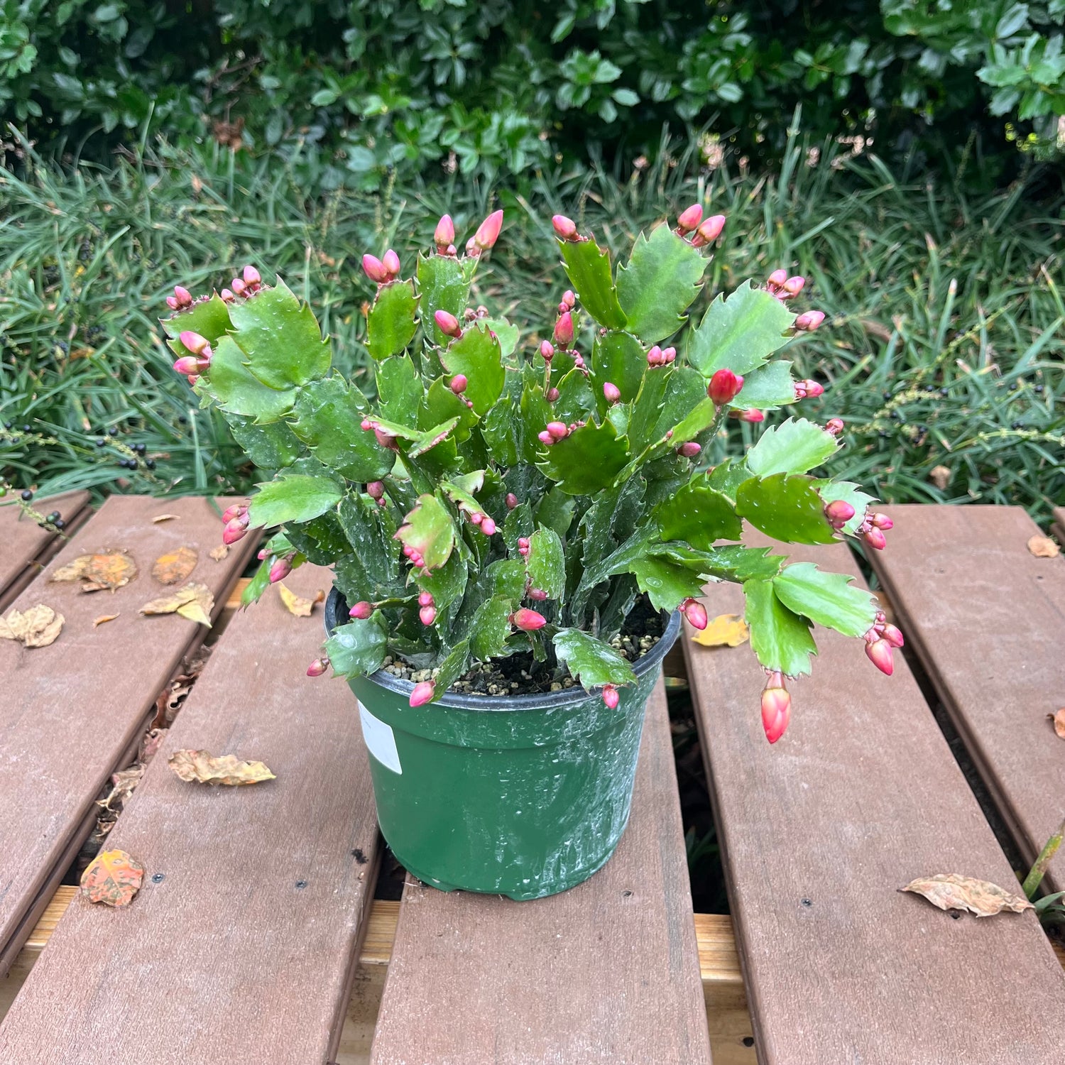 Christmas Cactus