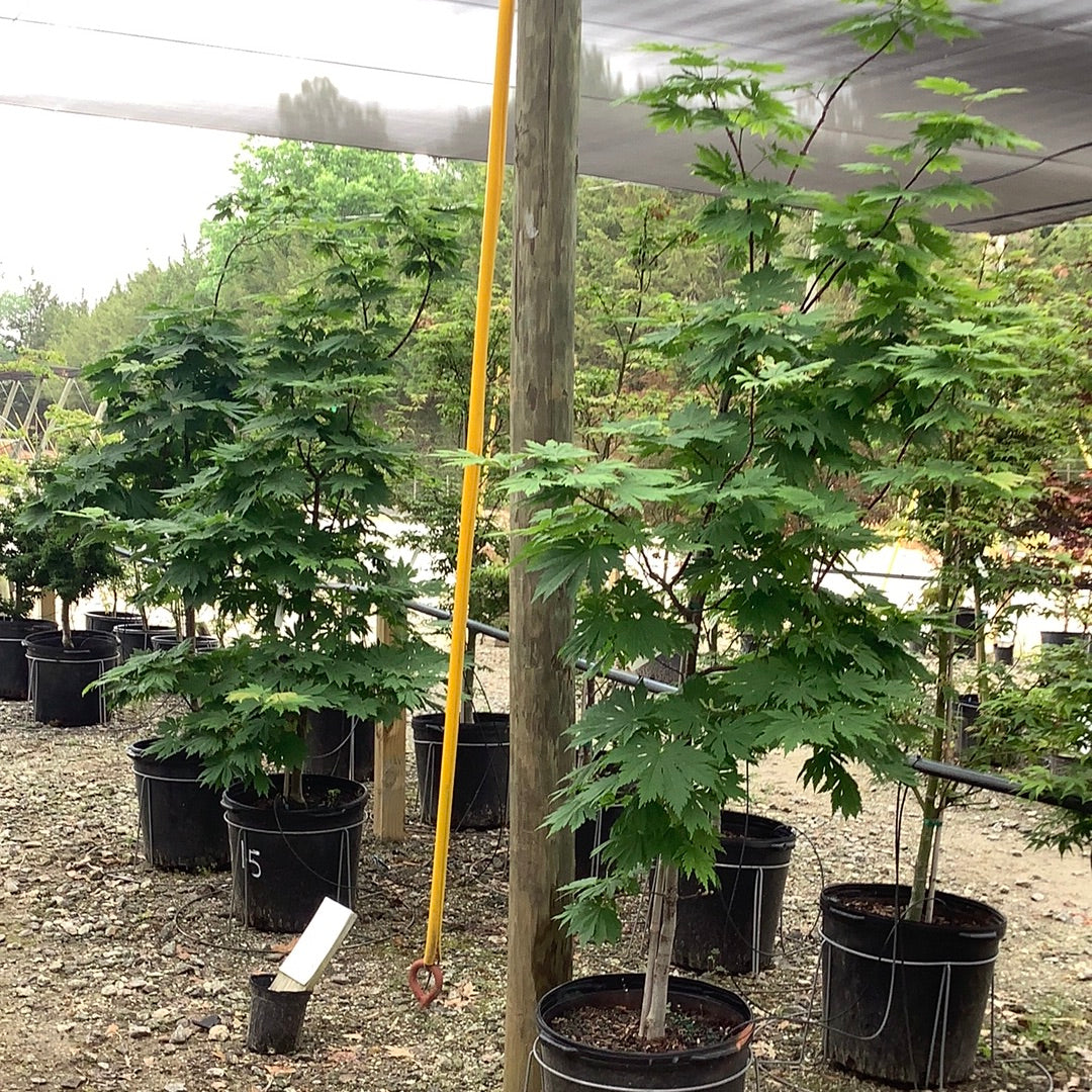 Rising Sun Japanese Maple