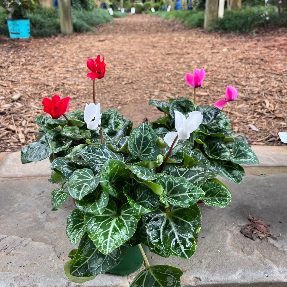 Cyclamen