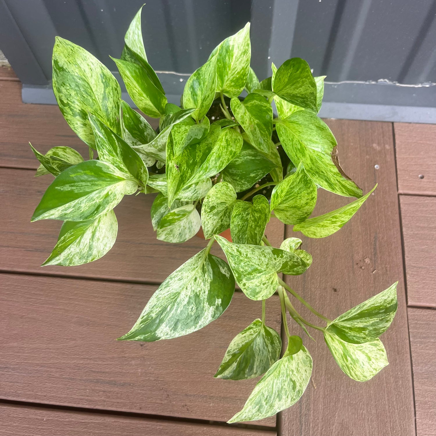 Marble Queen Pothos