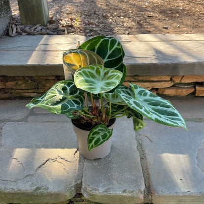 anthurium concrete Heart's Desire Anthurium – Lichtenfelt's