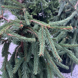 Frohburg Norway Spruce 6 Gal