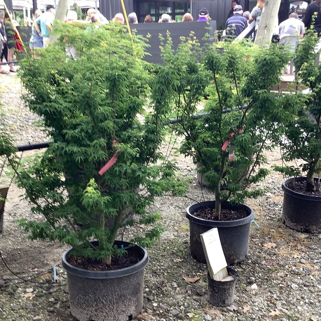 Shishigashira Japanese Maple
