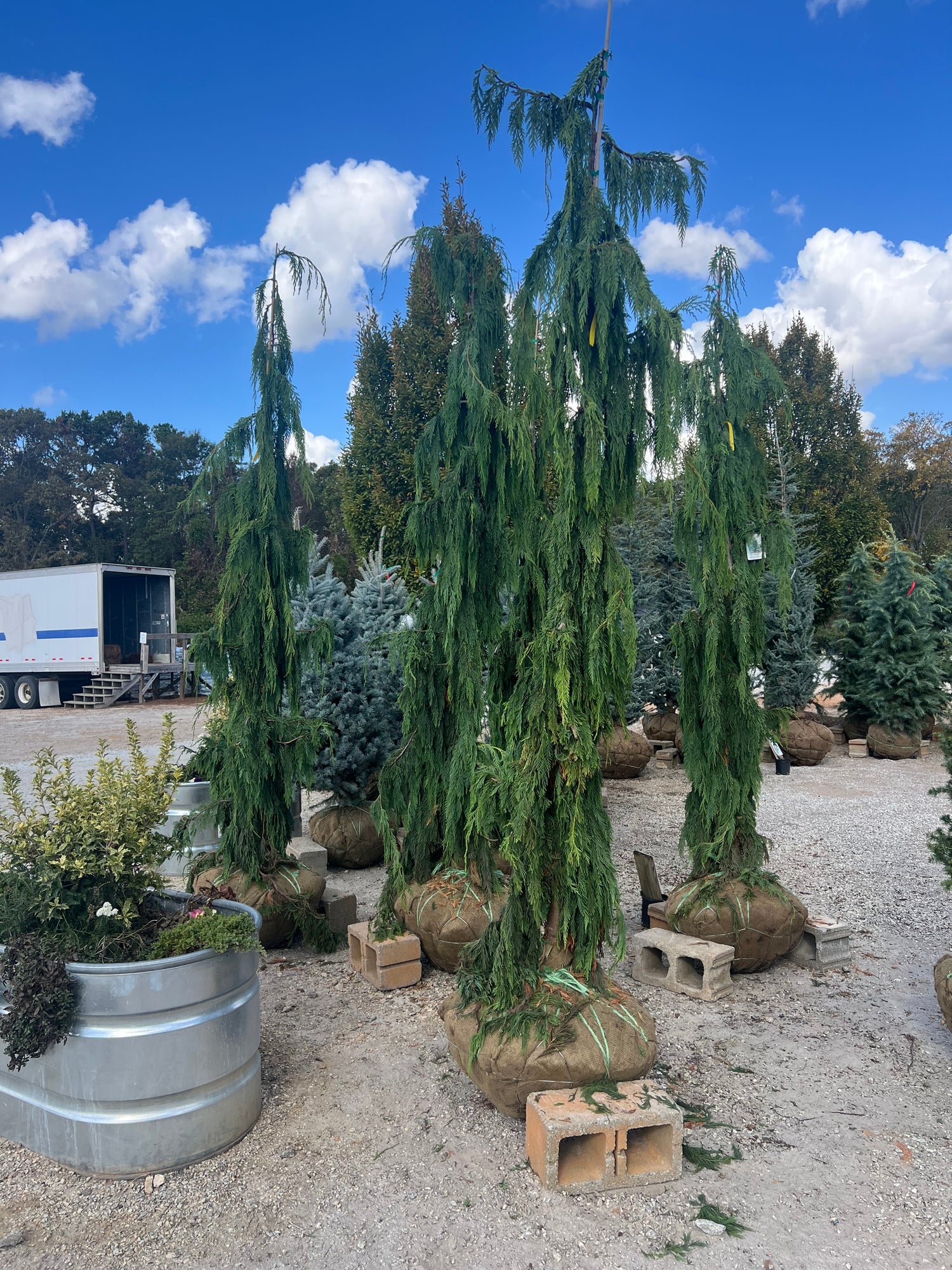 Weeping Alaskan Cedar