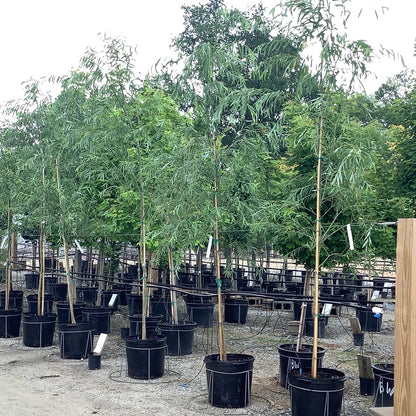 weeping willow potted plant Weeping Willow – Lichtenfelt's