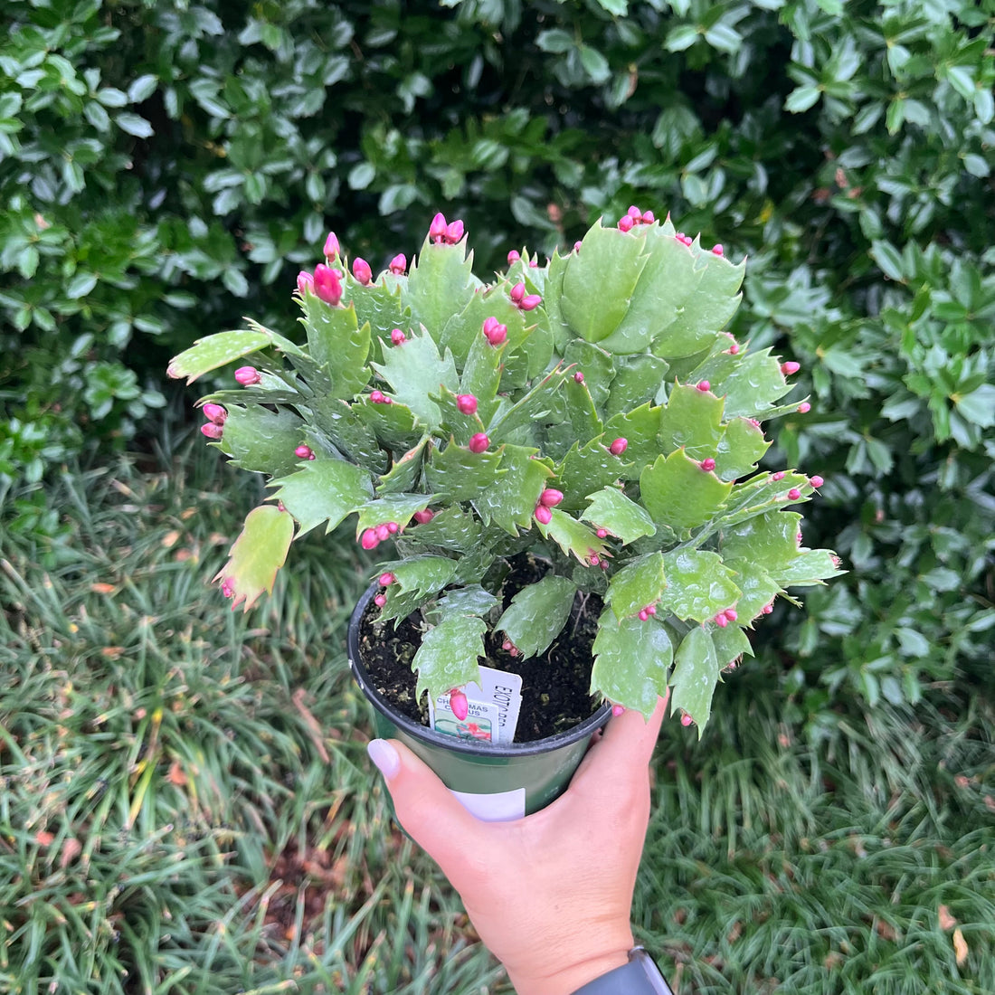 Christmas Cactus