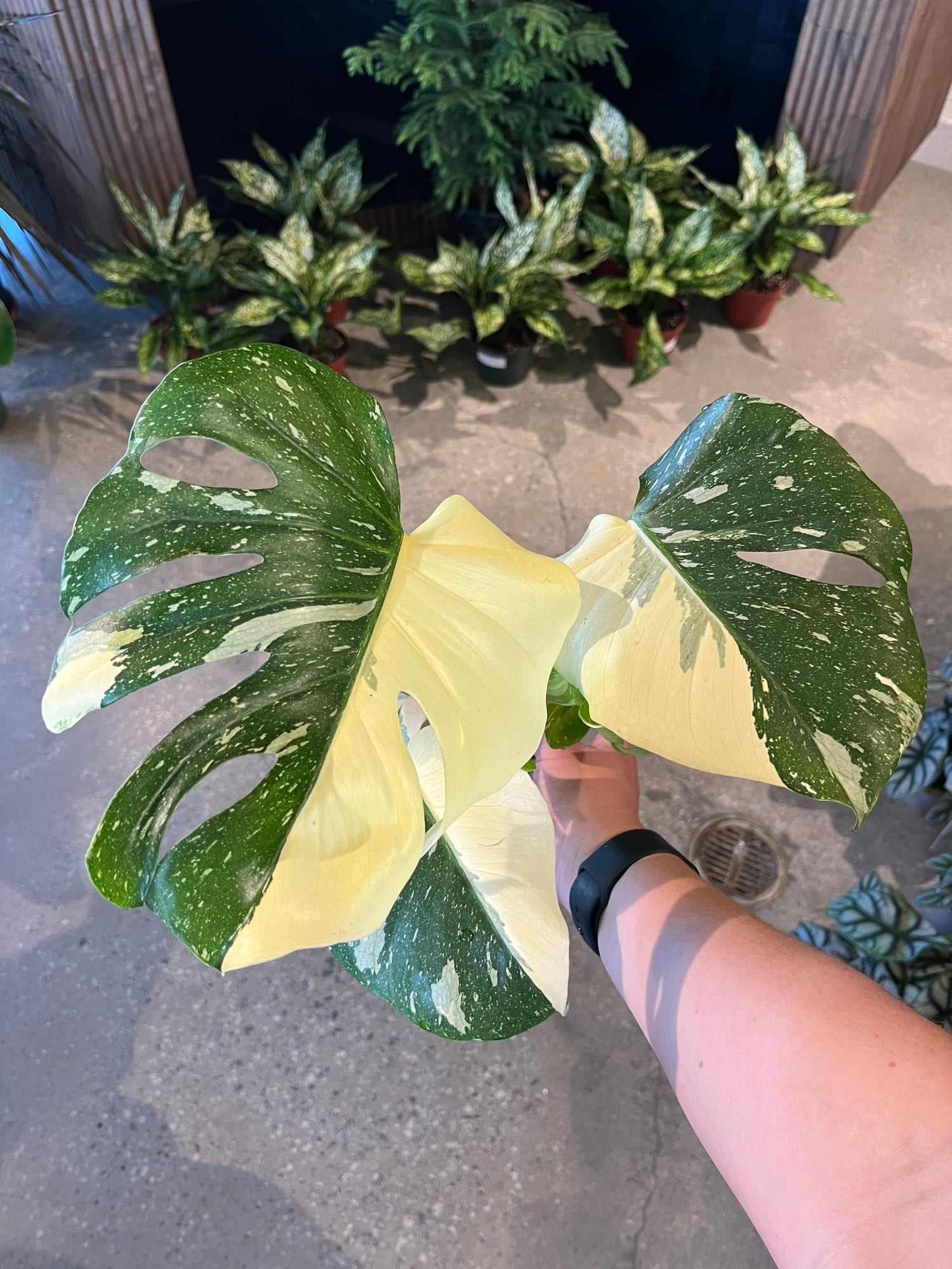 thai constellation monstera full grown Thai Constellation Monstera – Lichtenfelt's