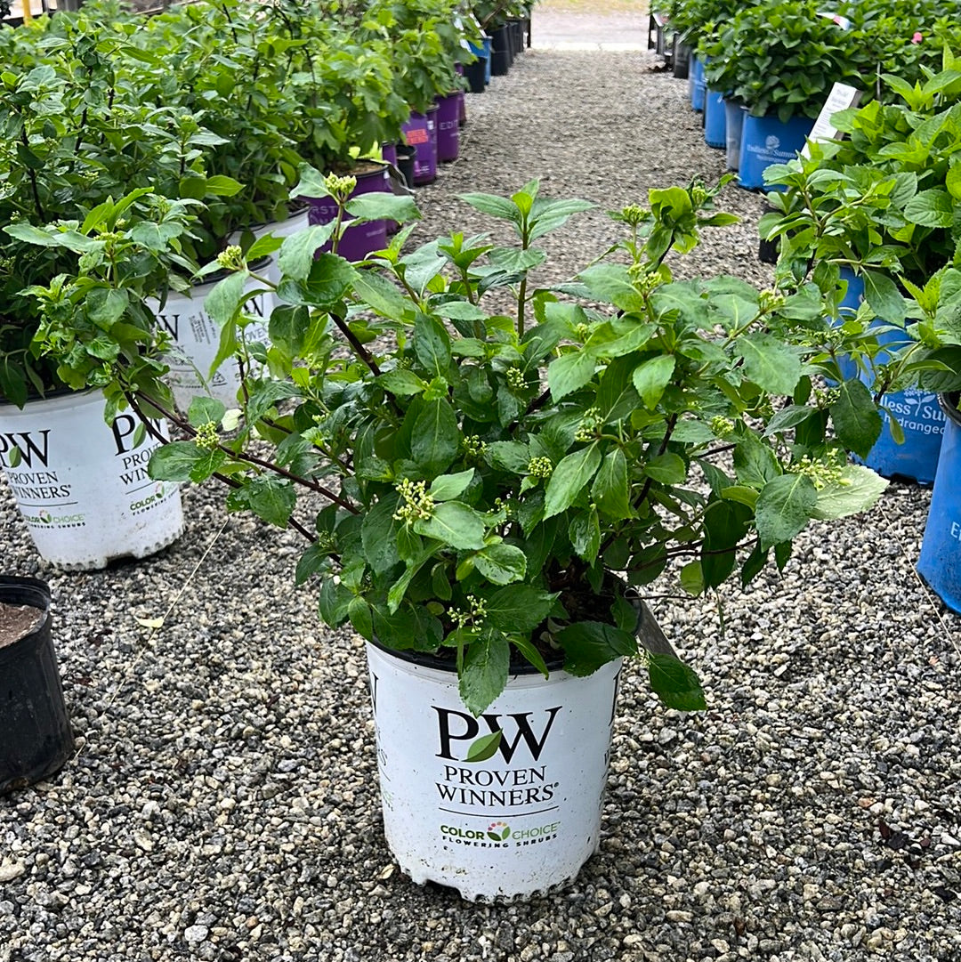 Fairy Trail Bride Hydrangea 2&3 Gal