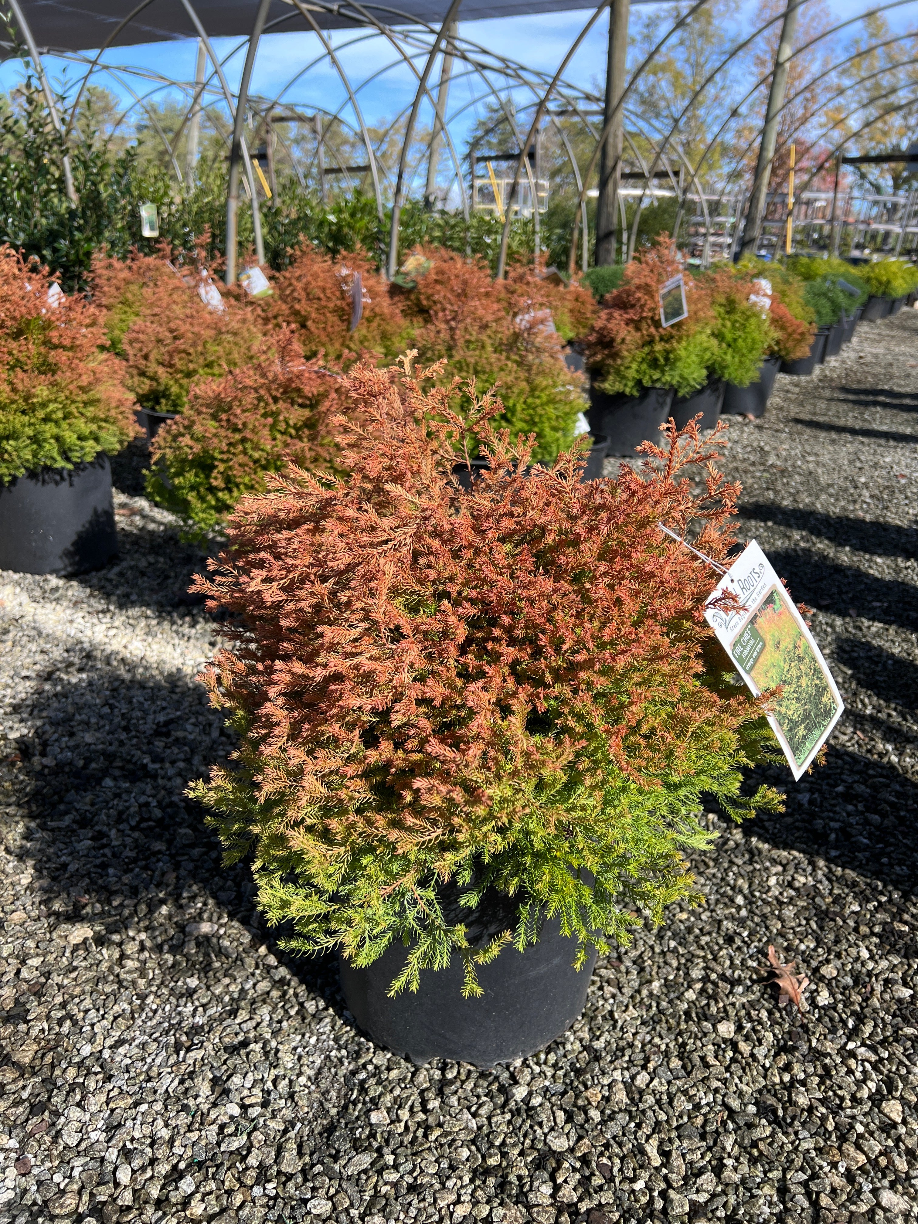 Fire Chief Arborvitae 3 Gal