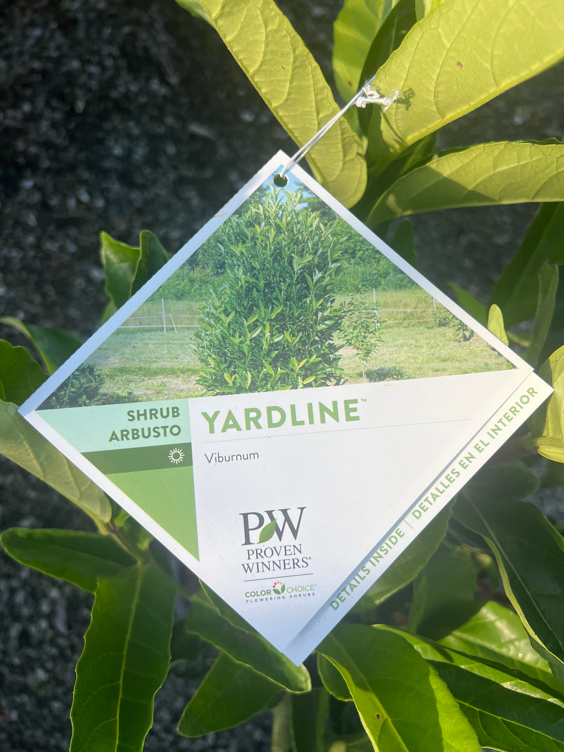 Yardline Viburnum 3 Gal