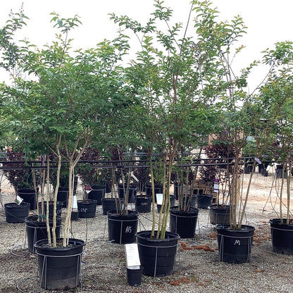 Muskogee Crapemyrtle 15 Gal