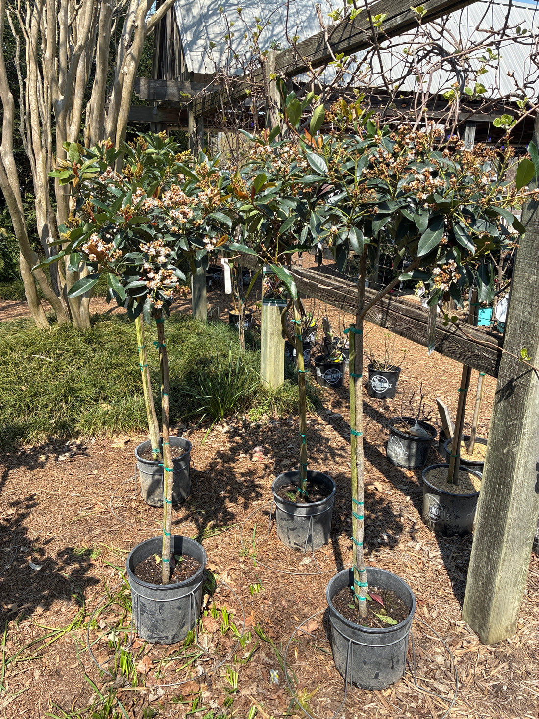 Coppertone Loquat