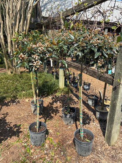 Coppertone Loquat