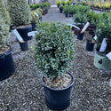 Green Velvet Boxwood