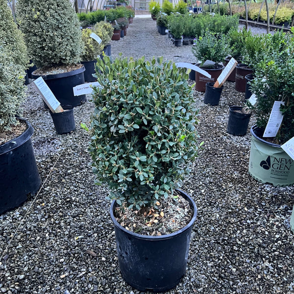 Green Velvet Boxwood