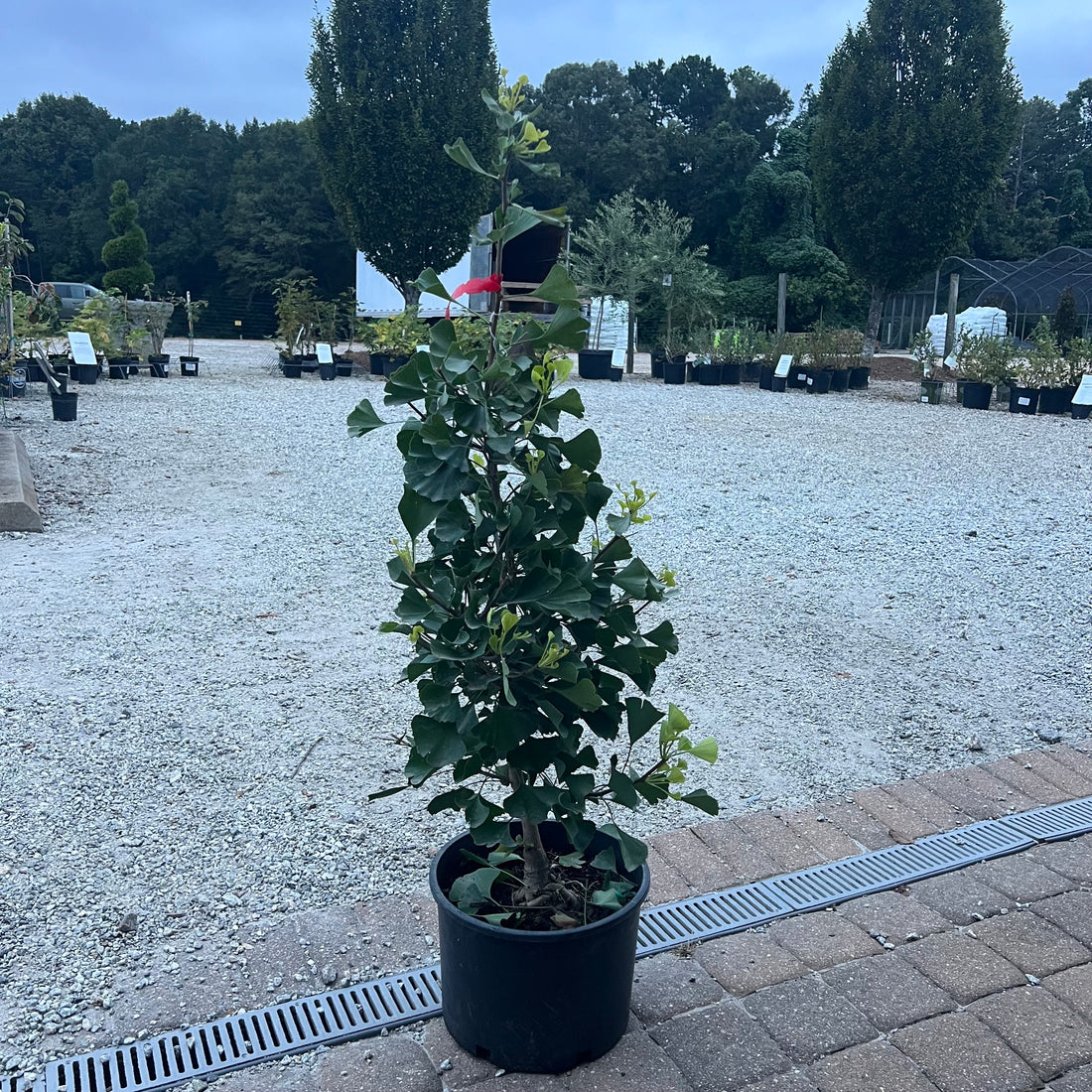 Chi Chi Ginkgo 6 Gal