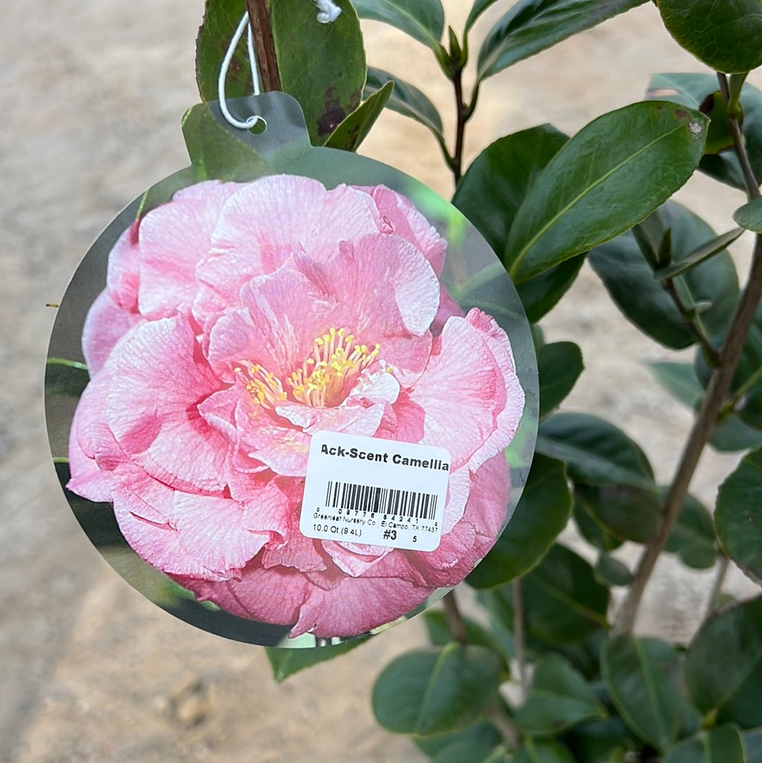 Ack-Scent Camellia 3 Gal
