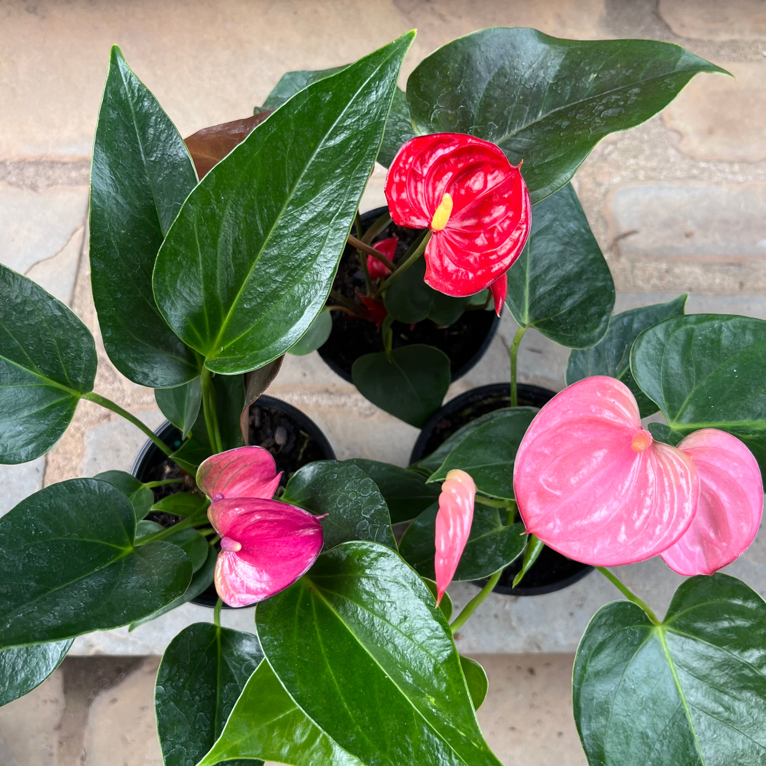 Anthurium