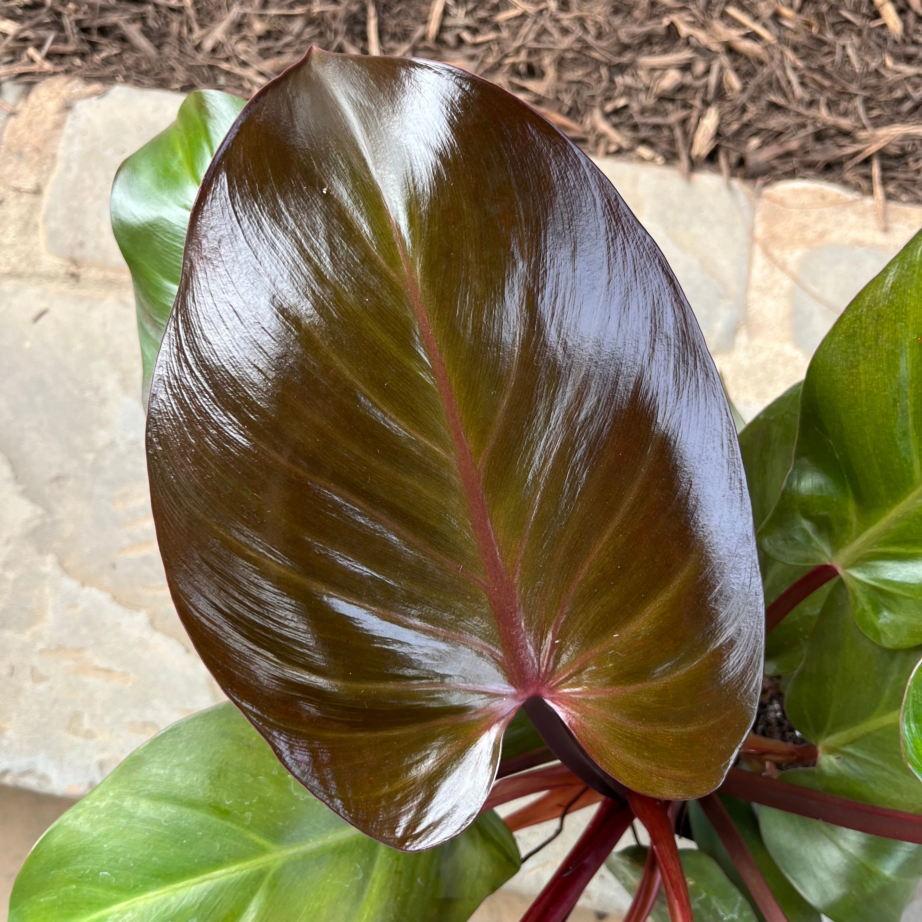 Sun Red Philodendron