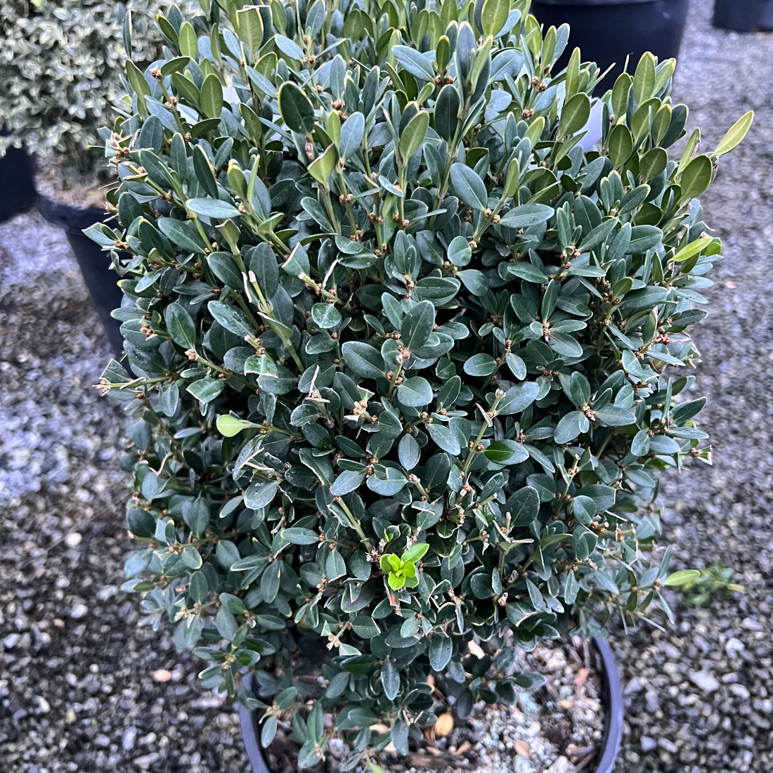 Green Velvet Boxwood