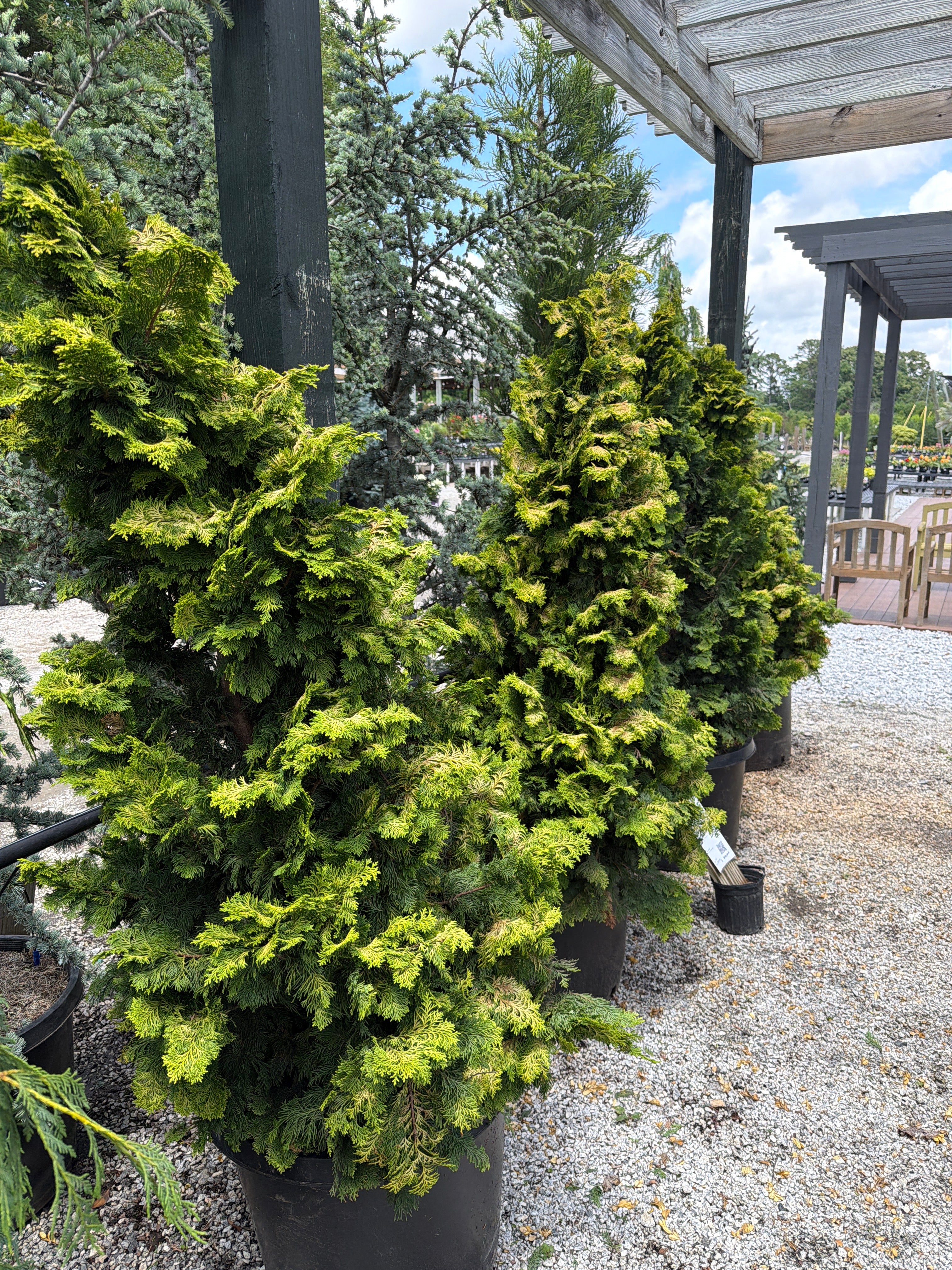 Confucius Hinoki Cypress