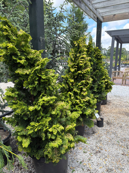 Confucius Hinoki Cypress