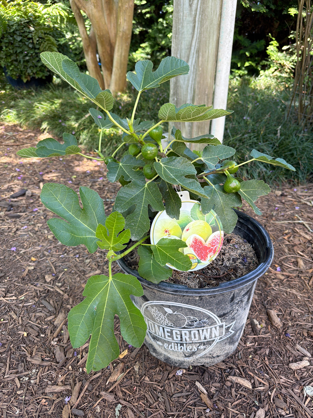Strawberry Verte Fig