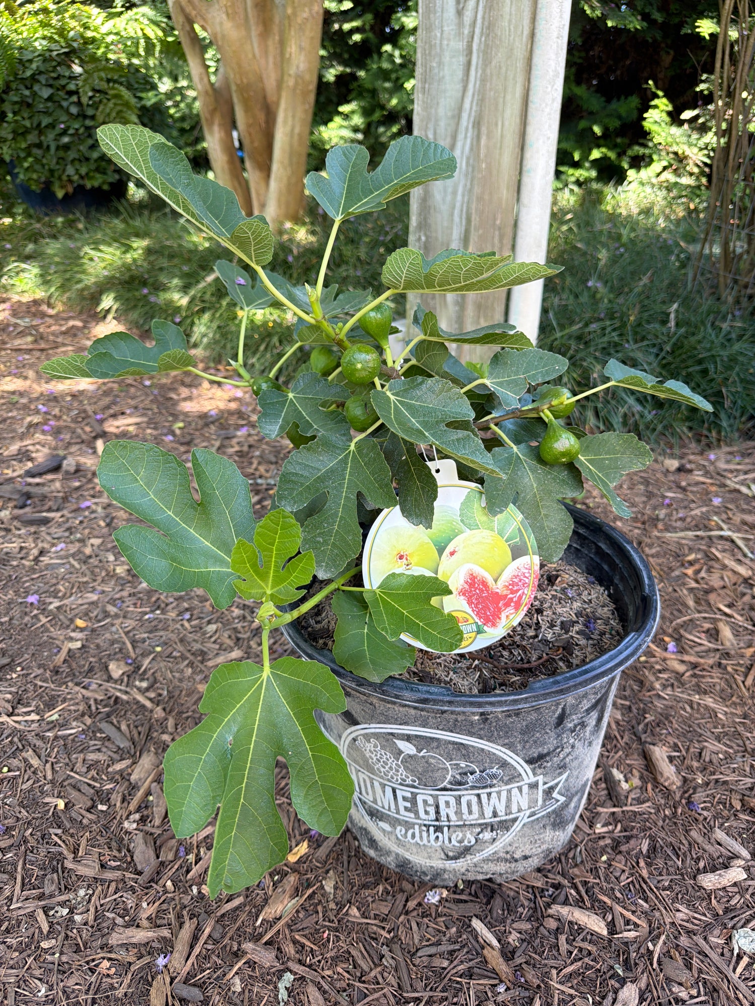 Strawberry Verte Fig