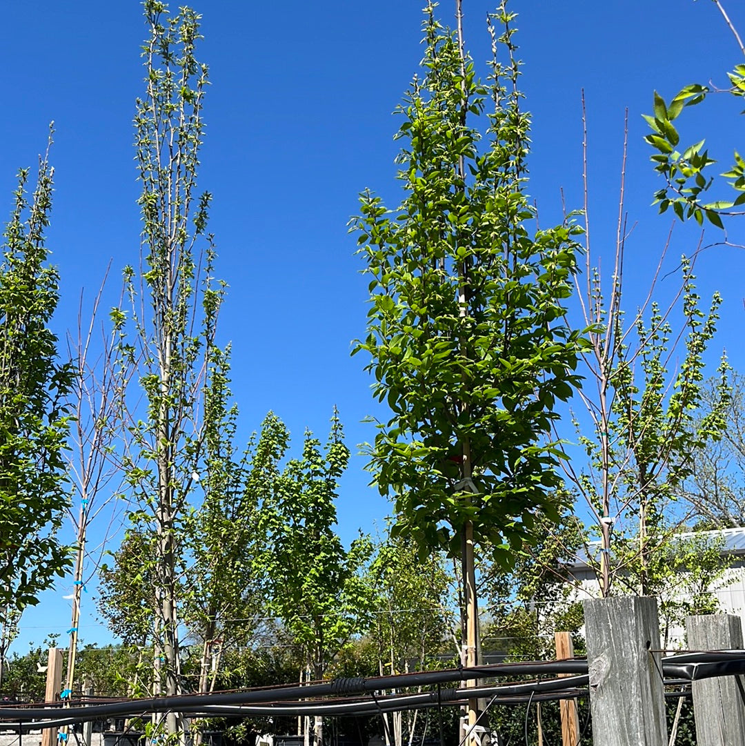 Upright European Hornbeam 15 Gal