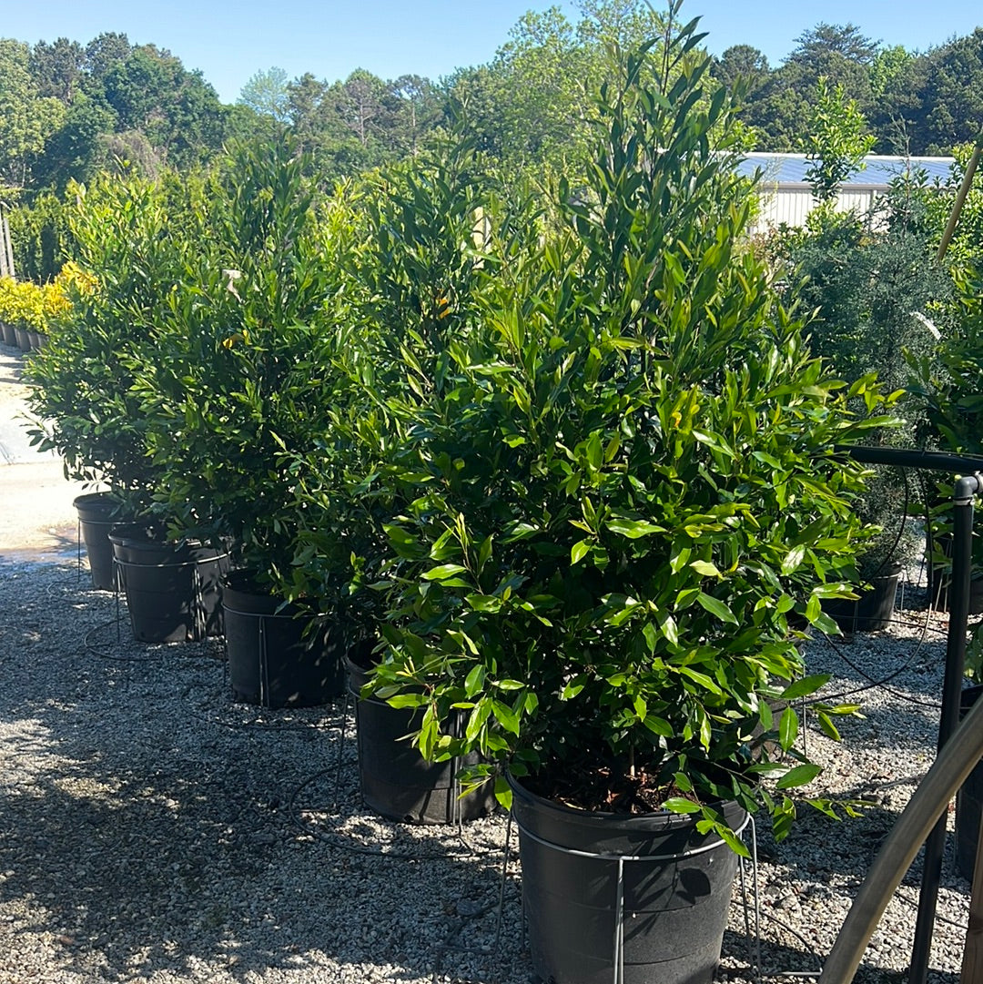 Compacta Cherry Laurel 15 Gal